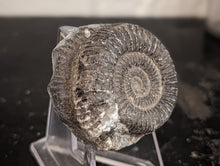 Load image into Gallery viewer, Lower Jurassic, Upper Lias Ammonite from Scotland
