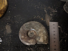 Load image into Gallery viewer, Lower Jurassic, Upper Lias Ammonite from Scotland
