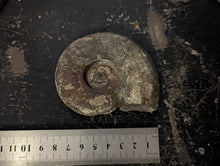 Load image into Gallery viewer, Lower Jurassic, Upper Lias Ammonite from Scotland
