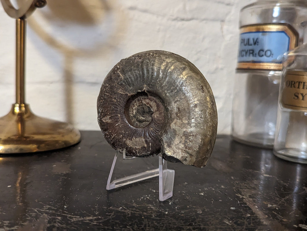 Lower Jurassic, Upper Lias Ammonite from Scotland