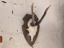 Load image into Gallery viewer, Vintage Roe Deer Antlers Mounted on Oak Shield
