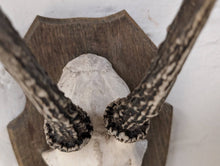 Load image into Gallery viewer, Vintage Roe Deer Antlers Mounted on Oak Shield
