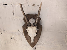 Load image into Gallery viewer, Vintage Roe Deer Antlers Mounted on Oak Shield
