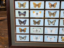 Load image into Gallery viewer, 1920&#39;s Framed Wills Cigarette Cards - Butterflies
