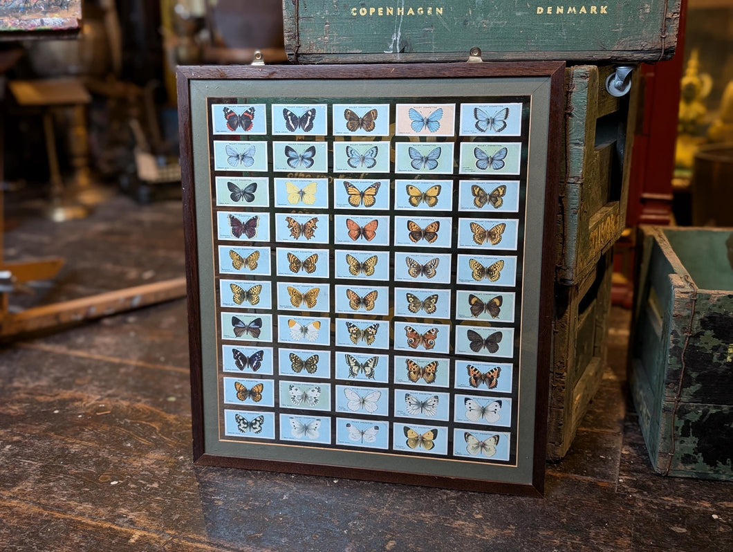 1920's Framed Wills Cigarette Cards - Butterflies