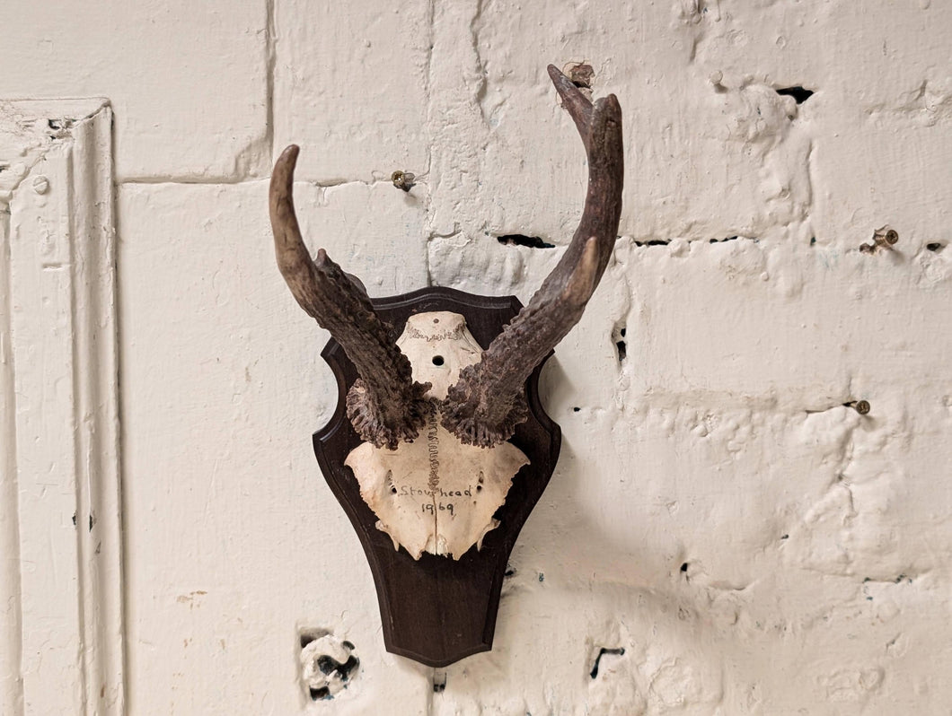 Vintage Roe Deer Antlers Mounted on Oak Shield