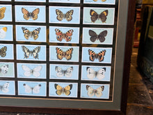 Load image into Gallery viewer, 1920&#39;s Framed Wills Cigarette Cards - Butterflies
