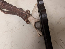 Load image into Gallery viewer, Vintage Roe Deer Antlers Mounted on Oak Shield
