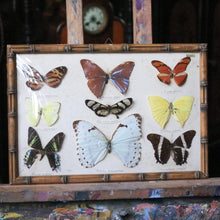 Load image into Gallery viewer, Vintage Framed Butterfly Etymology Display
