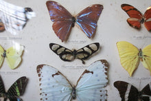 Load image into Gallery viewer, Vintage Framed Butterfly Etymology Display
