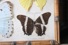 Load image into Gallery viewer, Vintage Framed Butterfly Etymology Display
