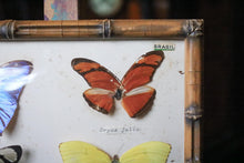 Load image into Gallery viewer, Vintage Framed Butterfly Etymology Display
