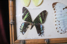 Load image into Gallery viewer, Vintage Framed Butterfly Etymology Display
