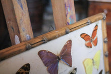 Load image into Gallery viewer, Vintage Framed Butterfly Etymology Display
