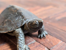 Load image into Gallery viewer, Antique Chinese Bronze Turtle with Seal Mark
