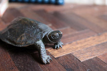 Load image into Gallery viewer, Antique Chinese Bronze Turtle with Seal Mark
