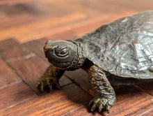 Load image into Gallery viewer, Antique Chinese Bronze Turtle with Seal Mark
