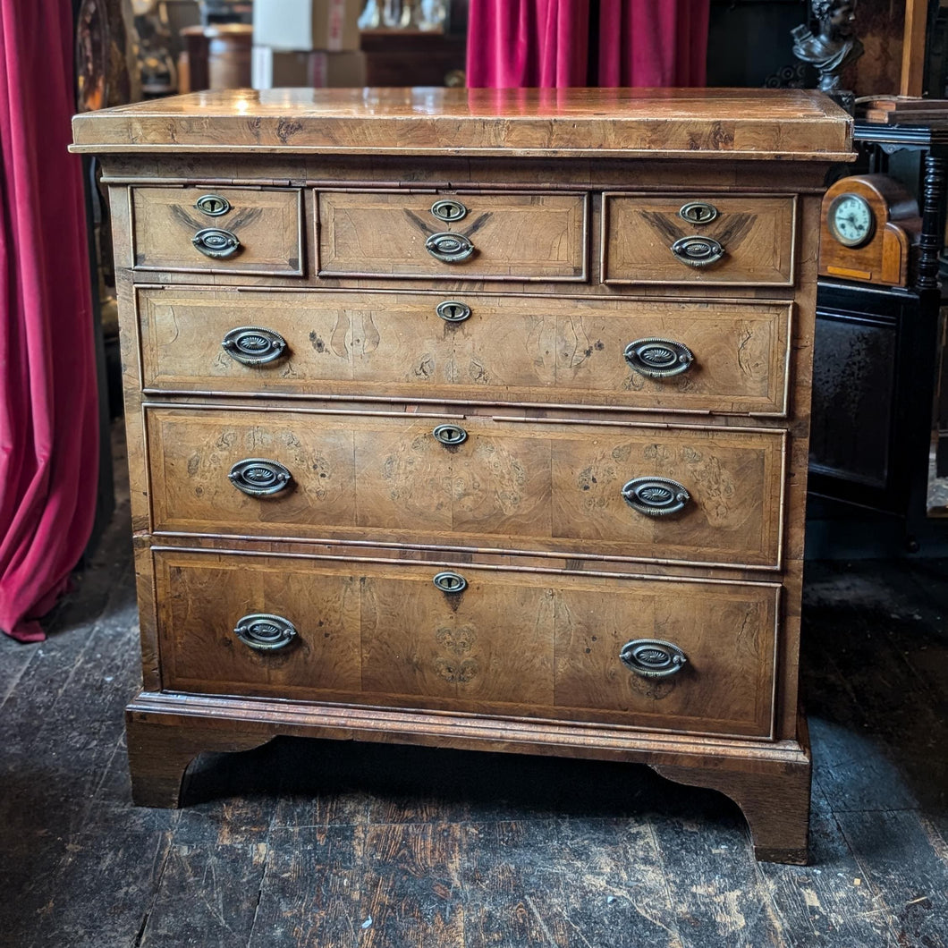 Victorian Burr Walnut Chest of Drawers with Original Brass Handles