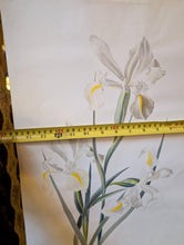 Load image into Gallery viewer, Lalia Dickson (1913–1985) Signed Botanical Study Of White Irises – Original Mid-Century Watercolour/Gouache On Paper – 38 x 57 cm
