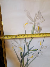 Load image into Gallery viewer, Lala Dickson Original Botanical Watercolour Study Of White Clematis Flowers On Paper, 40 x 50cm Floral Artwork
