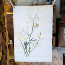 Load image into Gallery viewer, Lalia Dickson (1913–1985) Signed Botanical Study Of White Irises – Original Mid-Century Watercolour/Gouache On Paper – 38 x 57 cm

