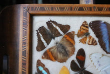 Load image into Gallery viewer, Vintage Brazilian Butterfly Specimen Tray – Real Mounted Butterflies In Glazed Wooden Tray – 42.5 x 18.5 cm / 16.7” x 7.3”
