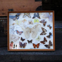 Load image into Gallery viewer, Vintage Framed Butterfly &amp; Moth Display Case – Taxidermy Specimen Board – 47.5 x 39.5 cm
