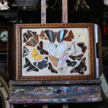 Load image into Gallery viewer, Vintage Brazilian Butterfly Specimen Tray – Real Mounted Butterflies In Glazed Wooden Tray – 42.5 x 18.5 cm / 16.7” x 7.3”
