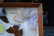 Load image into Gallery viewer, Vintage Framed Butterfly &amp; Moth Display Case – Taxidermy Specimen Board – 47.5 x 39.5 cm
