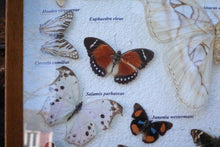 Load image into Gallery viewer, Vintage Framed Butterfly &amp; Moth Display Case – Taxidermy Specimen Board – 47.5 x 39.5 cm
