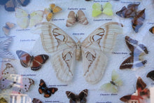 Load image into Gallery viewer, Vintage Framed Butterfly &amp; Moth Display Case – Taxidermy Specimen Board – 47.5 x 39.5 cm
