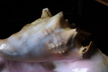 Load image into Gallery viewer, Large Decorative Queen Conch Shell – Natural Pink Interior Sea Shell Specimen – 26cm Wide
