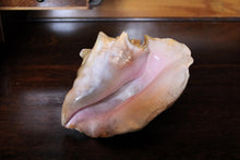 Load image into Gallery viewer, Large Decorative Queen Conch Shell – Natural Pink Interior Sea Shell Specimen – 26cm Wide

