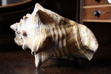 Load image into Gallery viewer, Large Decorative Queen Conch Shell – Natural Pink Interior Sea Shell Specimen – 26cm Wide
