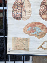 Load image into Gallery viewer, Vintage German Anatomical Brain School Wall Chart - 1950s DDR Medical Teaching Poster - Deutsches Hygiene Museum Dresden
