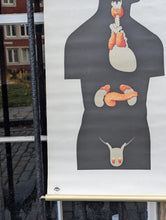 Load image into Gallery viewer, Vintage German Anatomical School Wall Chart - Endocrine System - Dresden Hygiene Museum - Mid Century
