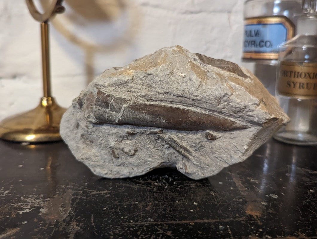 Large Belemnite Fossil in Limestone