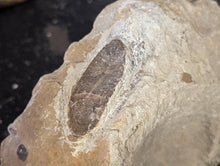 Load image into Gallery viewer, Large Belemnite Fossil in Limestone
