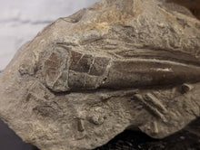 Load image into Gallery viewer, Large Belemnite Fossil in Limestone
