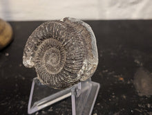 Load image into Gallery viewer, Lower Jurassic, Upper Lias Ammonite from Scotland
