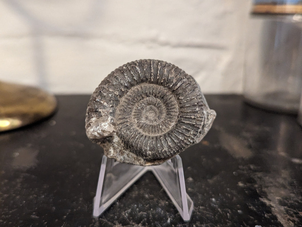 Lower Jurassic, Upper Lias Ammonite from Scotland