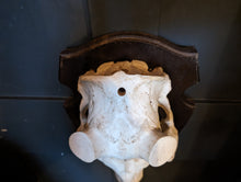 Load image into Gallery viewer, Large Mounted Elk Skull Taxidermy
